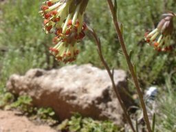 Glumicalyx nutans